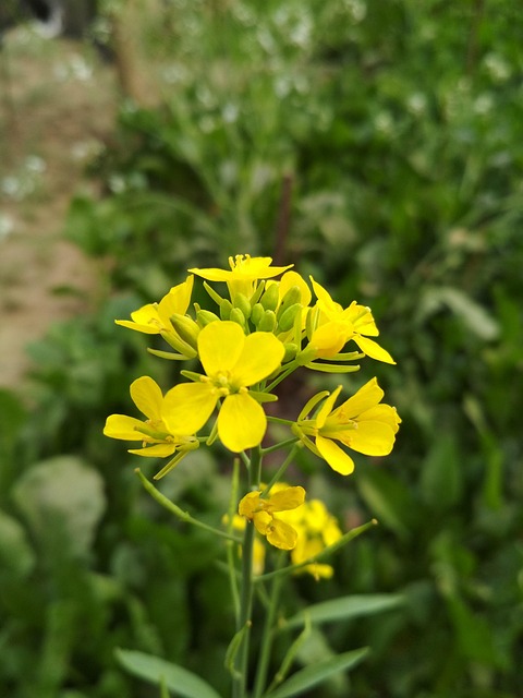 Sennepsblomst, Blomst, Gul, Sennep