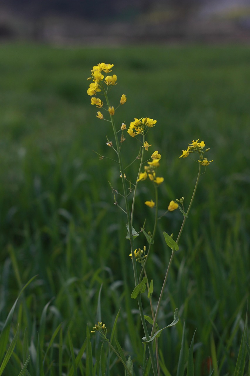 Mustard Plant Grass Free photo on Pixabay Pixabay