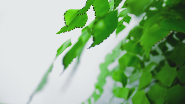 Free Leaf Nature photo and picture