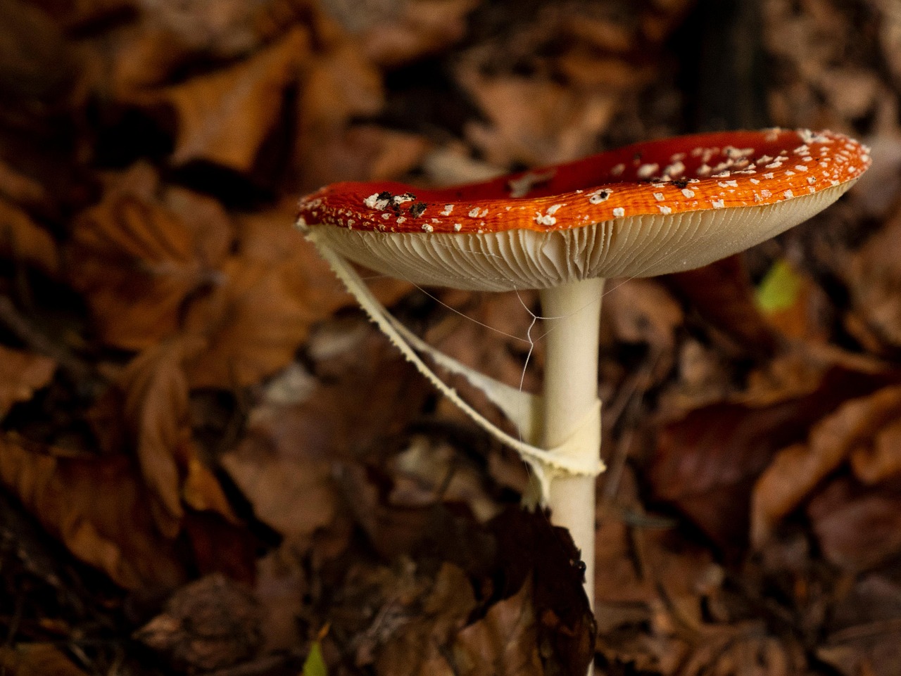 Animitas Insect Amanita Kills Fly Fungus Red - Free photo on Pixabay - Pixabay