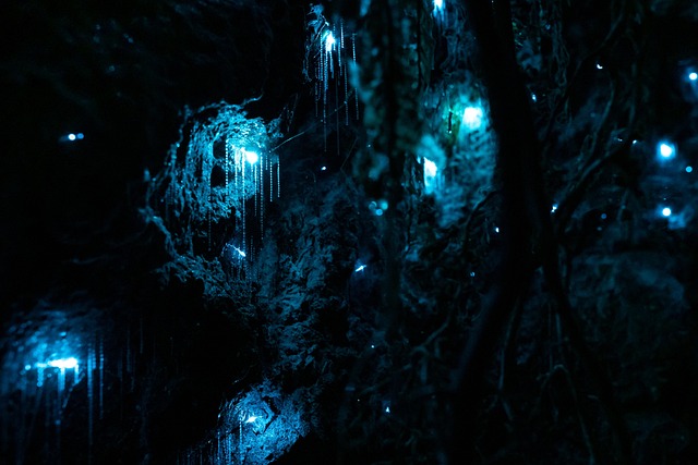 Glød, Orm, Orme, Nz, New Zealand, Ild
