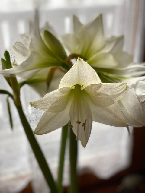 Free Amaryllis Flowers photo and picture