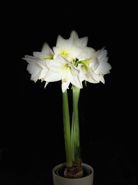 Free Blume Blüte photo and picture