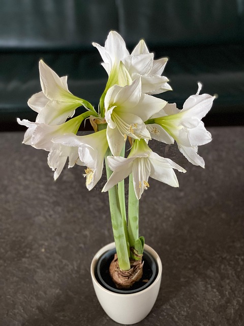 Free Amaryllis Blume photo and picture