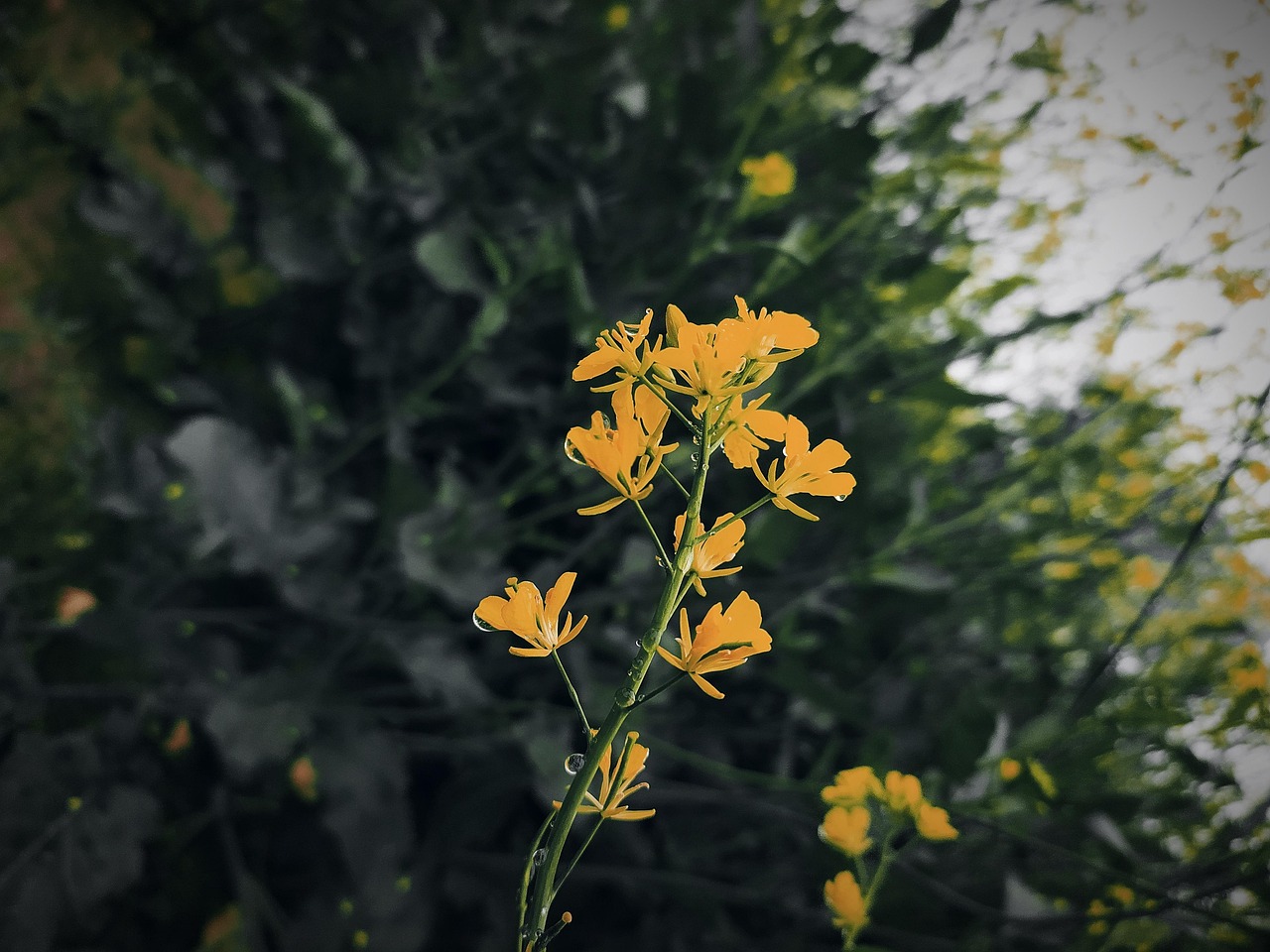Mustard Flowers Black Free photo on Pixabay Pixabay