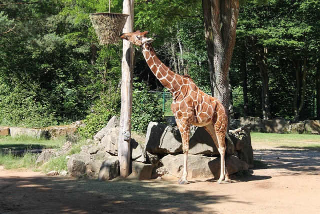 Free Giraffe Zoo photo and picture