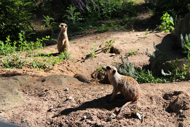 Free Meerkat Animal photo and picture