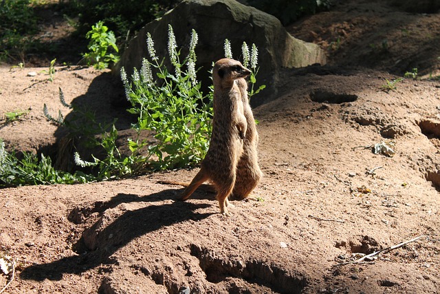 Free Meerkat Animal photo and picture