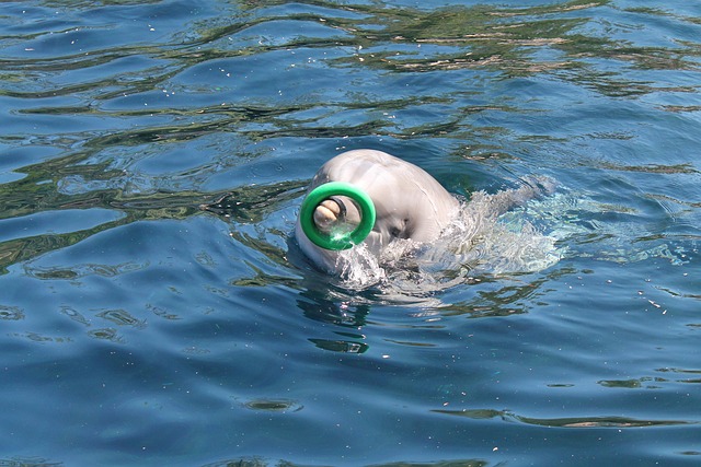 Free Dolphin To Play photo and picture