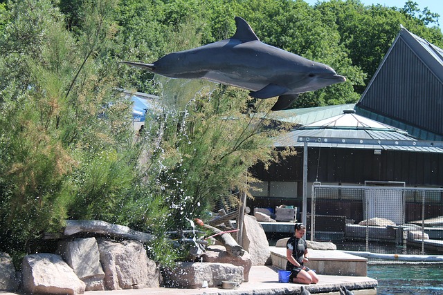 Free Dolphin To Play photo and picture