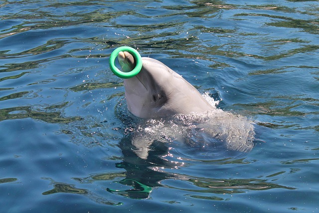 Free Dolphin To Play photo and picture