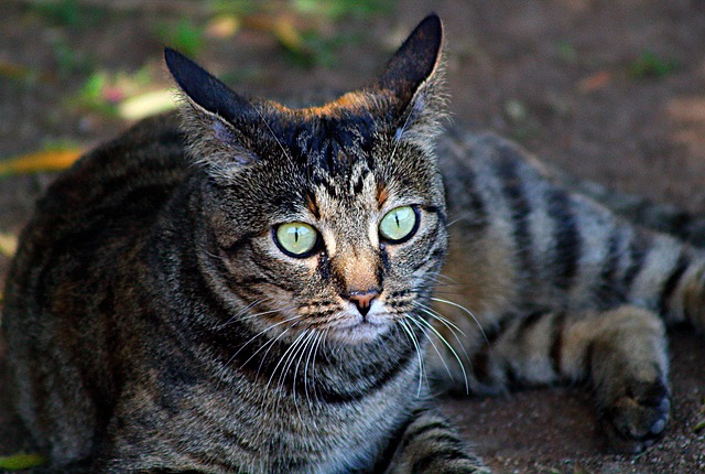 Free Cat Pet photo and picture