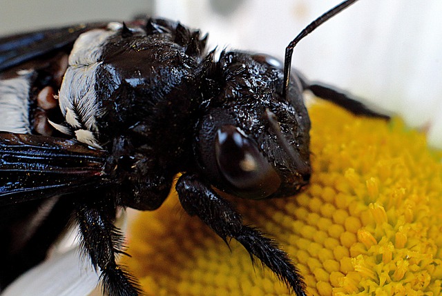 Free Bee Flower photo and picture