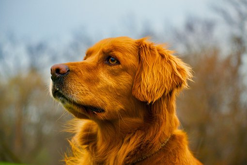 Animal, Calma, Canino