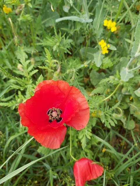 Free Poppy Red photo and picture