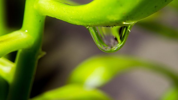 Free Agua Life photo and picture