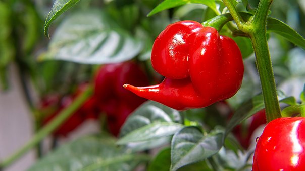 Free Pepper Red photo and picture