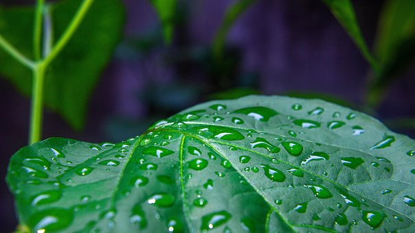 Free Leaf Agua photo and picture