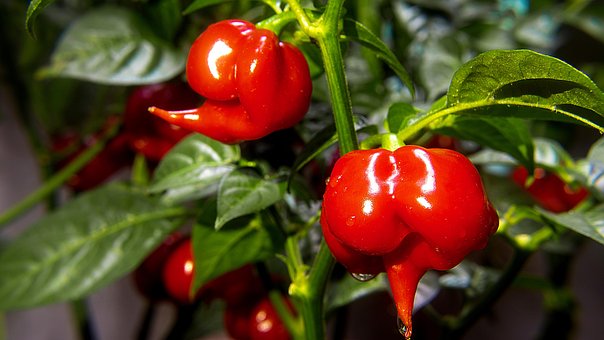 Free Pepper Pout Seasoning photo and picture