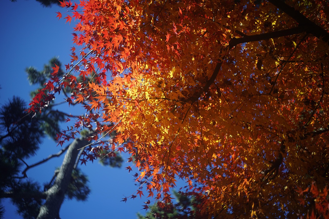 Tree Leaf Free Photo On Pixabay Pixabay tree-leaf-free-photo-on-pixabay-pixabay