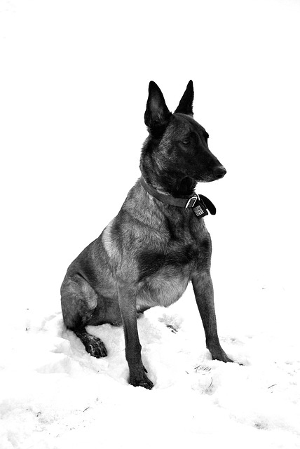 Free Malinois Dog photo and picture