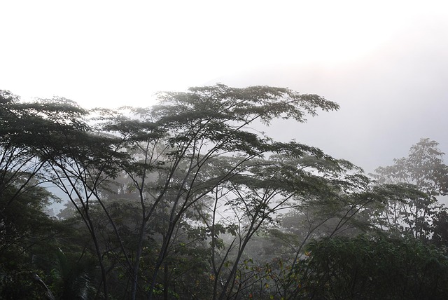 Free Tropical Forest photo and picture
