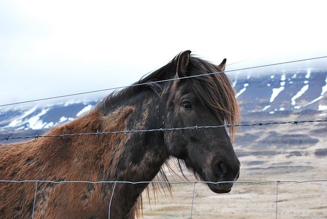 Free Horse Fence photo and picture
