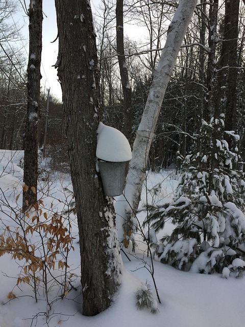 Free Sap Bucket Maple photo and picture