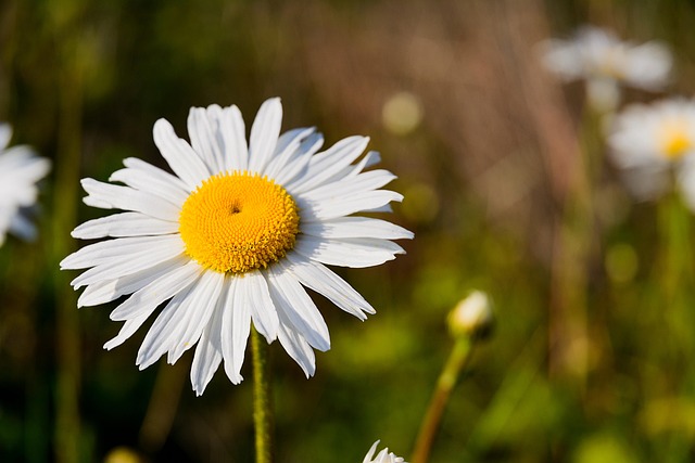Margarita, Flor, Planta, Flor Blanca
