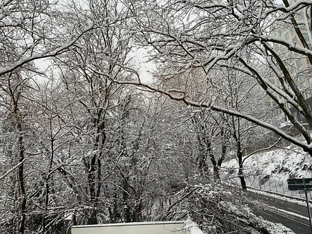 Neve, Inverno, Arvores, Sorvete, Frio