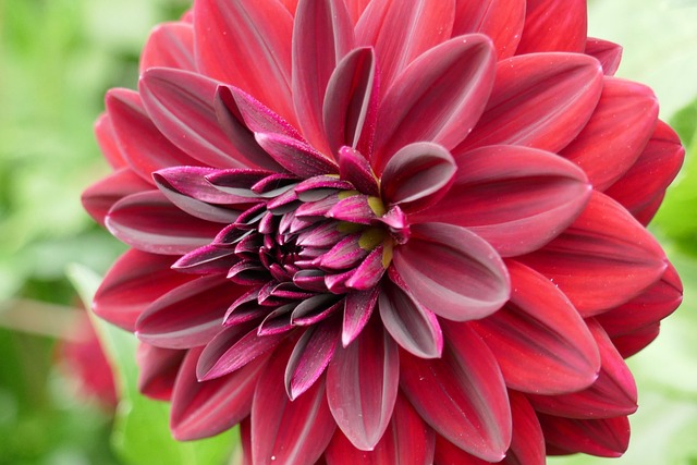 Free Dahlia Red photo and picture