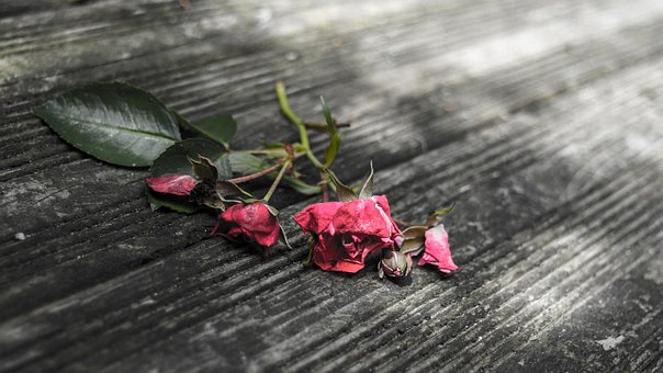 Free Broken Heart Transience photo and picture