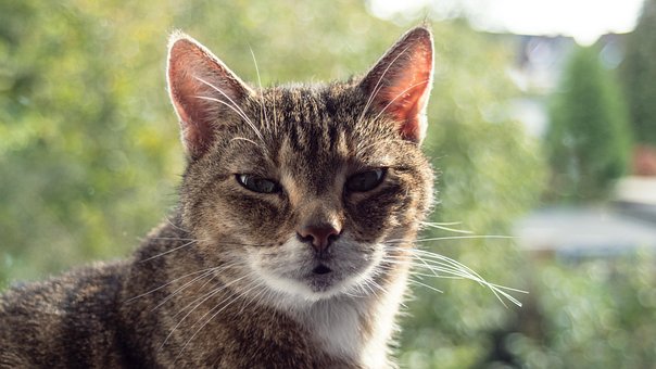 Free Cat Pet photo and picture