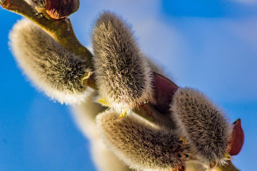Knopper, Fluffy, Luk, Closeup, Makro