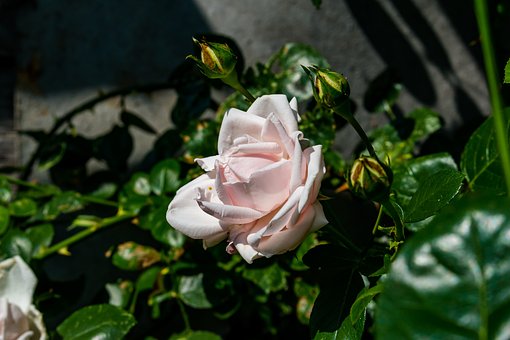 Rose, Blomst, Blomst Tapet, Plante