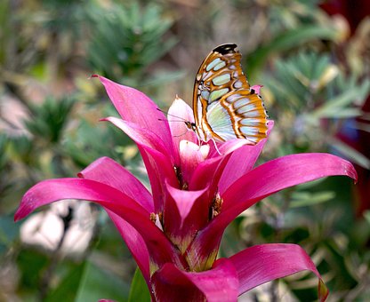Free Malachite Butterfly photo and picture