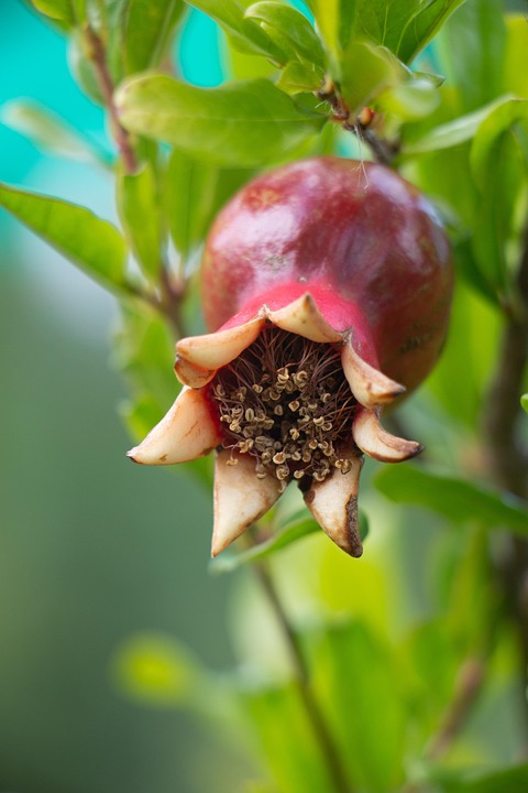 Pflaumenbaum Im Topf – Obstbaum Max. 170 Cm Hoch, 2 Jahre Alt, Aus Italienischem Anbau, Winterhart