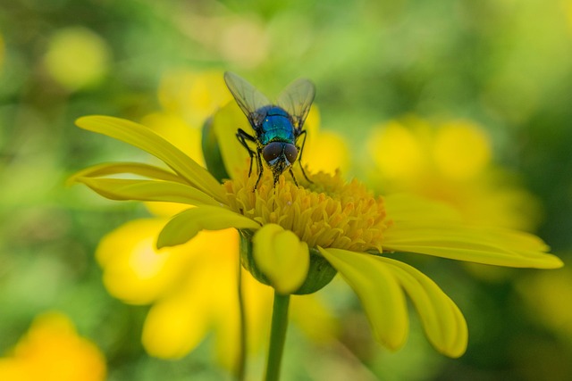 Free Fly Insect photo and picture