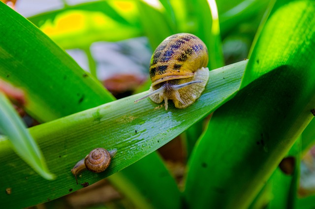 Free Snail Nature photo and picture