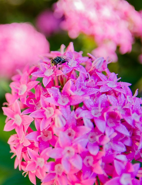 Free Fly Flowers photo and picture