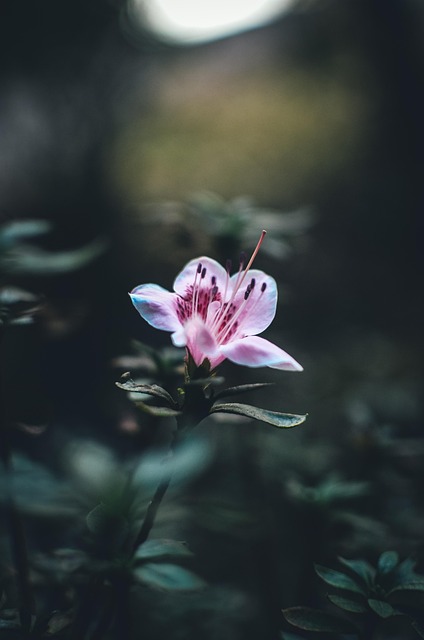 Free Flower Plant photo and picture