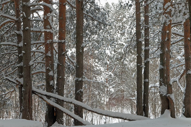 Invierno, Bosque De Invierno, Soledad