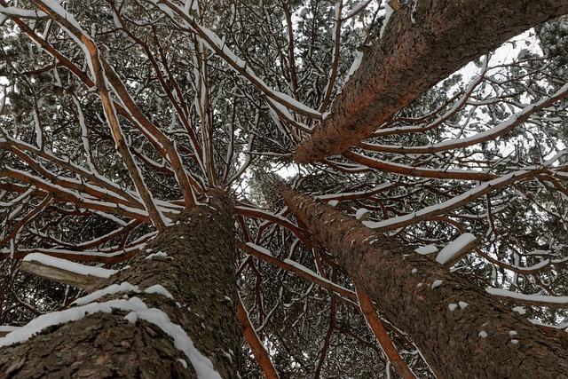 Invierno, Bosque De Invierno, Soledad