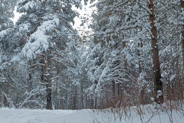 Invierno, Bosque De Invierno, Soledad