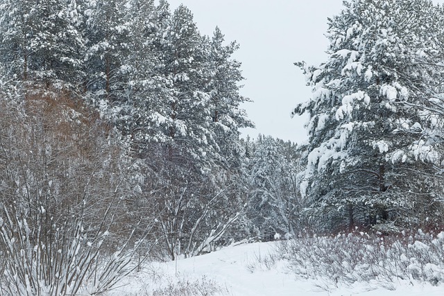 Invierno, Bosque De Invierno, Soledad