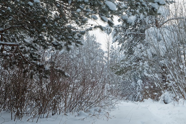 Invierno, Bosque De Invierno, Soledad