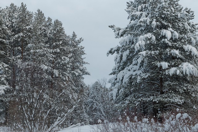 Invierno, Bosque De Invierno, Soledad