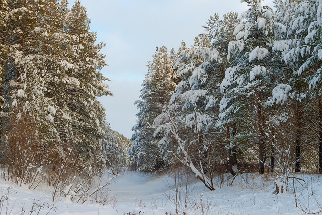 Invierno, Bosque De Invierno, Soledad