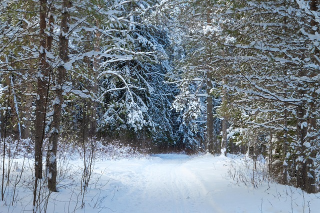 Invierno, Bosque De Invierno, Soledad