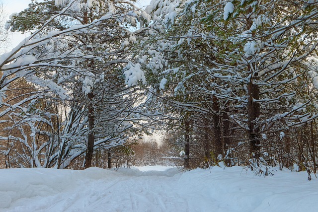 Invierno, Bosque De Invierno, Soledad